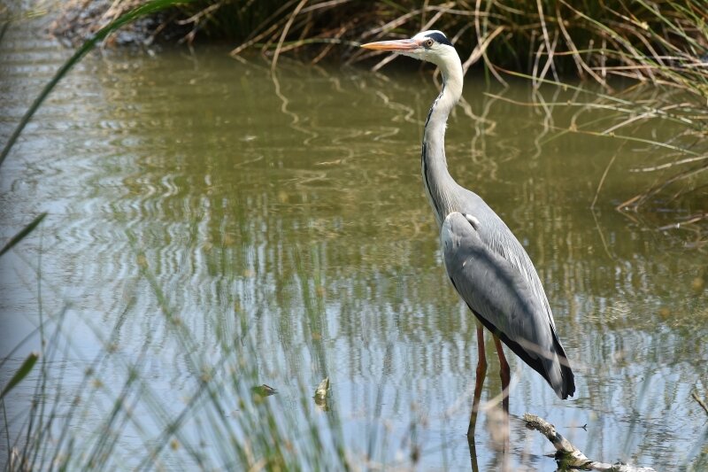 Wasservogel - Udo - Baumfalk